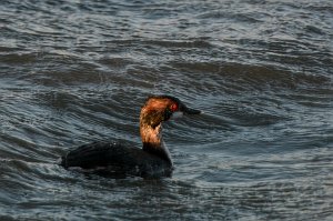 Grebe, Horned, 2016-04036226 Chincoteague NWR, VA